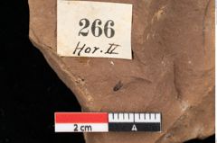 Foto (Detailansicht) von Pinus praepumilio Ettingshausen (NHMW-GEO-2024-0188-0266)